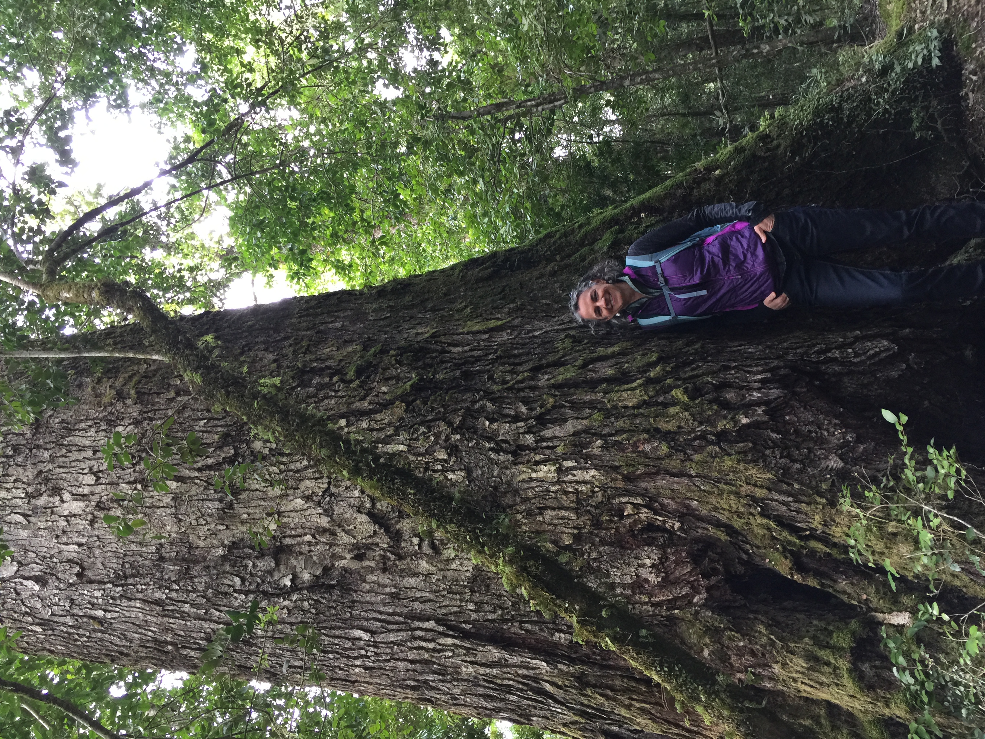 Linda Nagel and a Nothofagus tree on a field tour as part of an International Union of Forest Resource Organizations uneven-aged silviculture meeting in Valdivia, Chile.